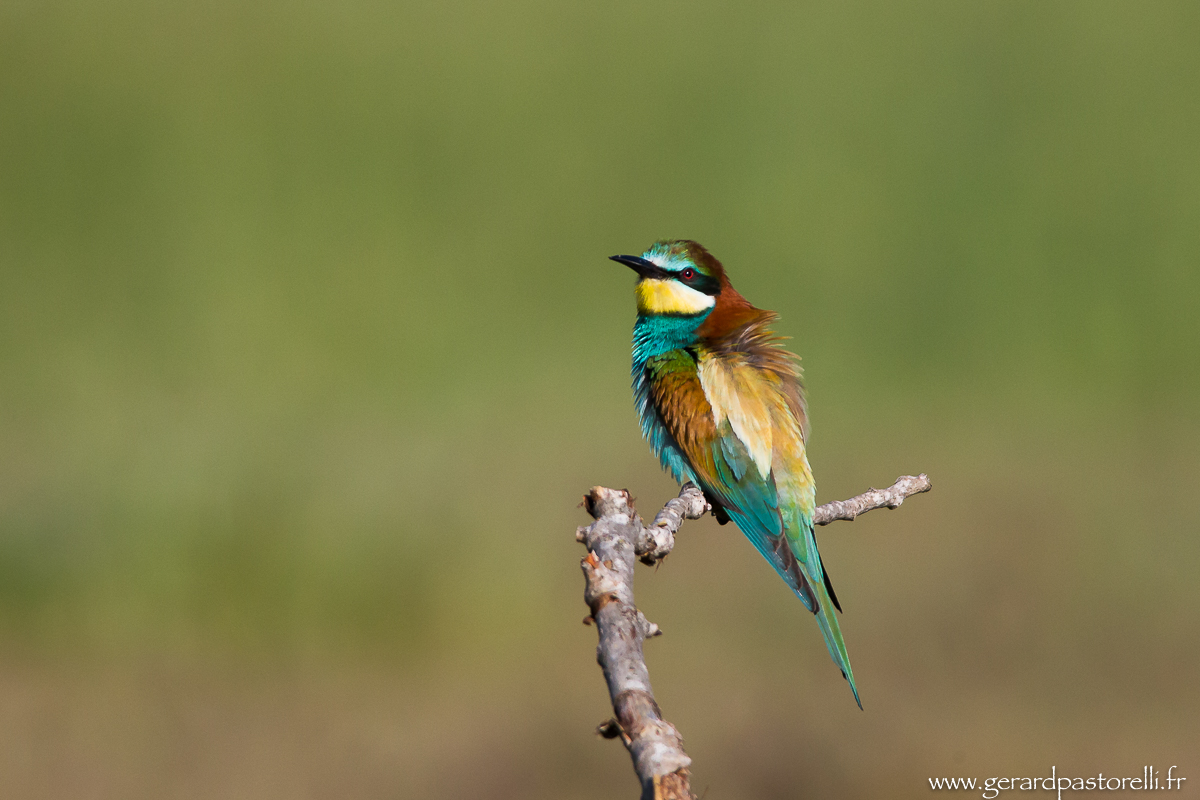 Bee eater 42